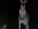 Phantom Kangaroo