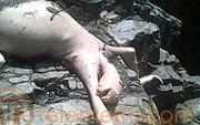 220px-Panama Creature
