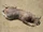 Montauk Monster