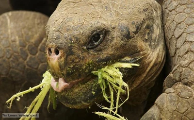 This tortoise is an herbivore.