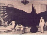 Thunderbird