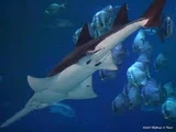 Lake Sentani Shark