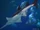 Lake Sentani Shark