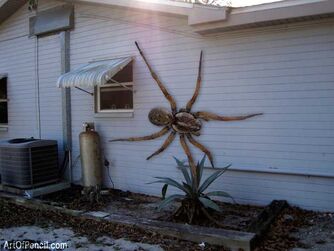 sightings of giant spiders