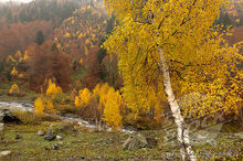 Silver Birch