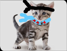 Gatito ninja.jpg