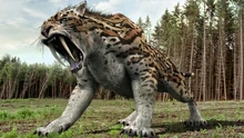 Tigre dientes de sable, animal extinto, uno de los animales del juego.
