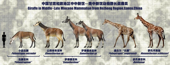 Giraffe antiquitatis