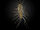 House centipede-01