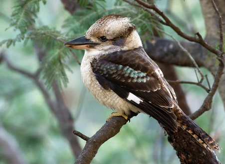 Laughing kookaburra-Dacelo novaeguineae waterworks