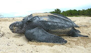 Leatherback sea turtle Tinglar 1