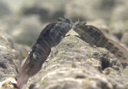 Blenny fish1