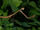 Grass mantis 1