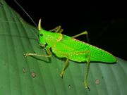 Horned Katydid Male (Copiphora rhinoceros)1