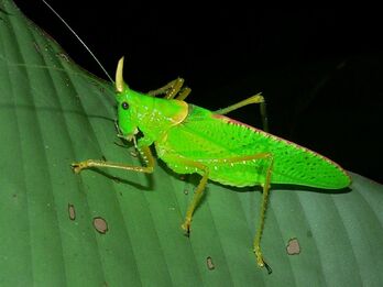 Horned Katydid Male (Copiphora rhinoceros)1