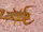 Bark scorpion-Centruroides sculpturatus1.jpg