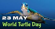 Turtle-day