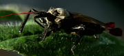 Flag Tailed Assassin Bug