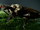 Flag-tailed assassin bug-monster bug wars