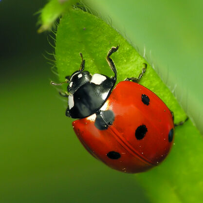7-Spotted-Ladybug-Coccinella-septempunctata-sq1