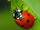 Bugging out-Barney Kidsongs supershow