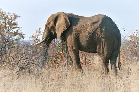Elephant Kruger 2003