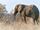 AFRICAN ELEPHANTS = Amphibia = SAFARI TAKE