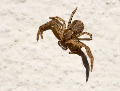 Ground crab spider1