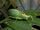 Katydid