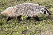 American badger1