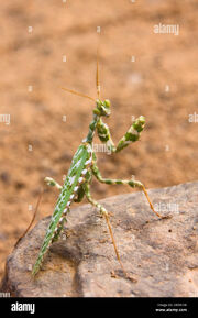 Praying-mantis-mantodea-libya-sahara-north-africa-africa-DE0A1W