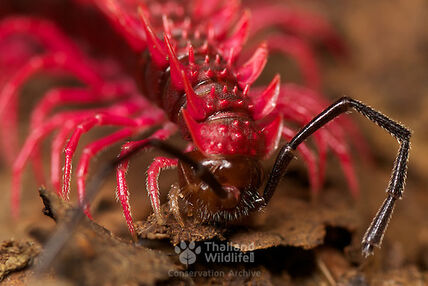 Shockingdragonmillipede01