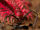Desmoxytes purpurosea-millipede