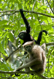 Hoolock gibbon-hoolock 001