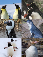 Penguins collage