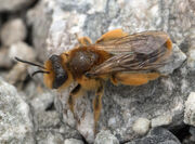 Leioproctus-fulvescens-bee