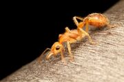 Dino-ant
