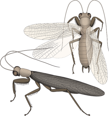 Santanmantis reconstruction