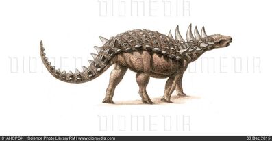 Anoplosaurusimage001