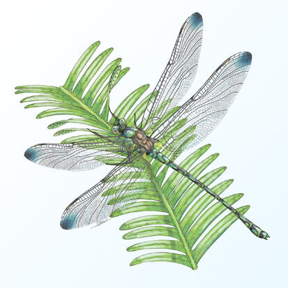 Image 12398 1-Liassophlebia