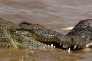 CROCODILE