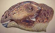 Tatankacephalus1