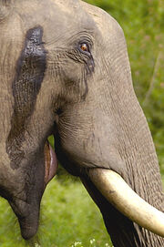 2005-tusker-musth-asian-elephant-crop
