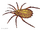 Eophrynus