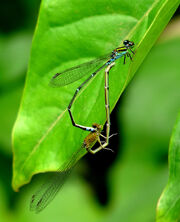 Dasmelflies00pair