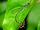 African flame damselfly-WK
