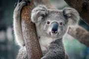 Koala01
