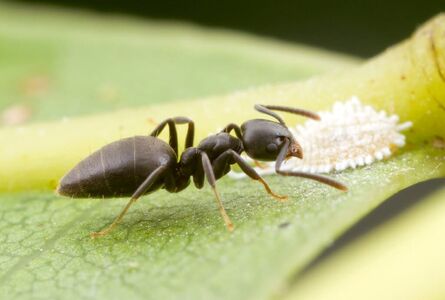 Common-Australian-Ants