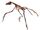 Archaeopteryx powers-Jurassic Kratts
