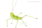 Bug-Eyed Katydid